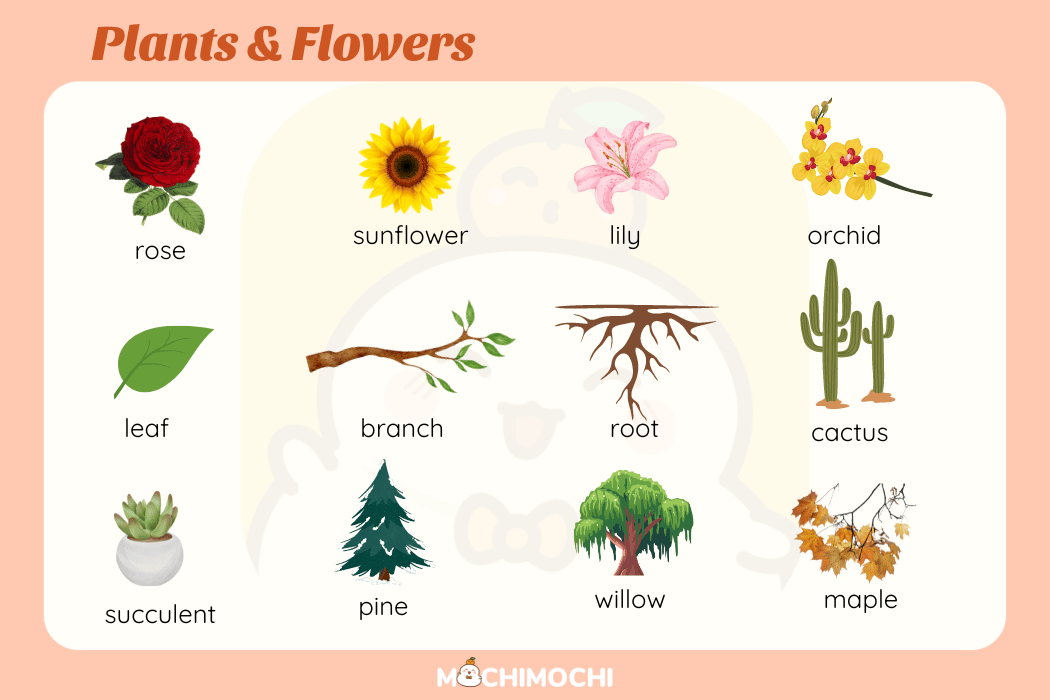 Từ vựng tiếng Anh chủ đề cây và hoa
