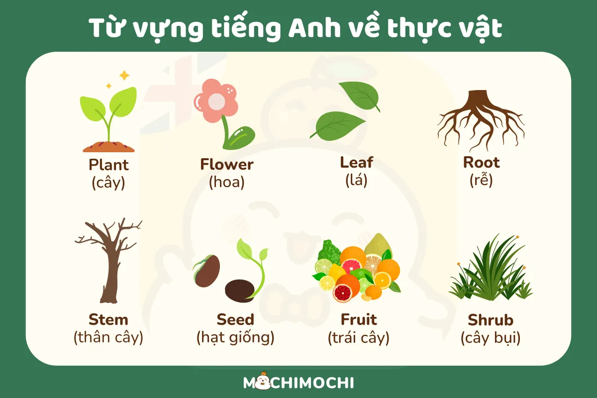 từ vựng tiếng anh về thiên nhiên